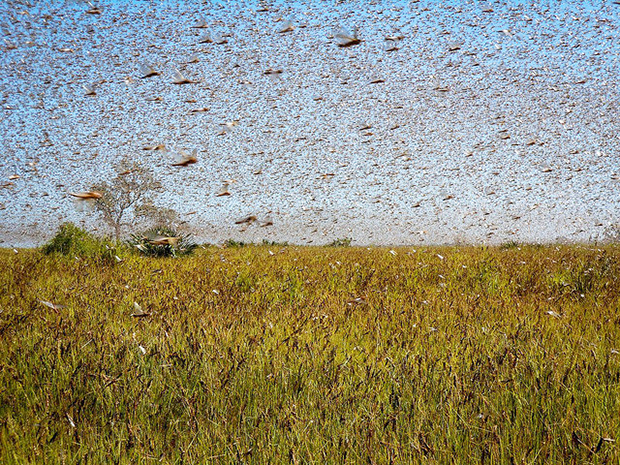 locusts swarm