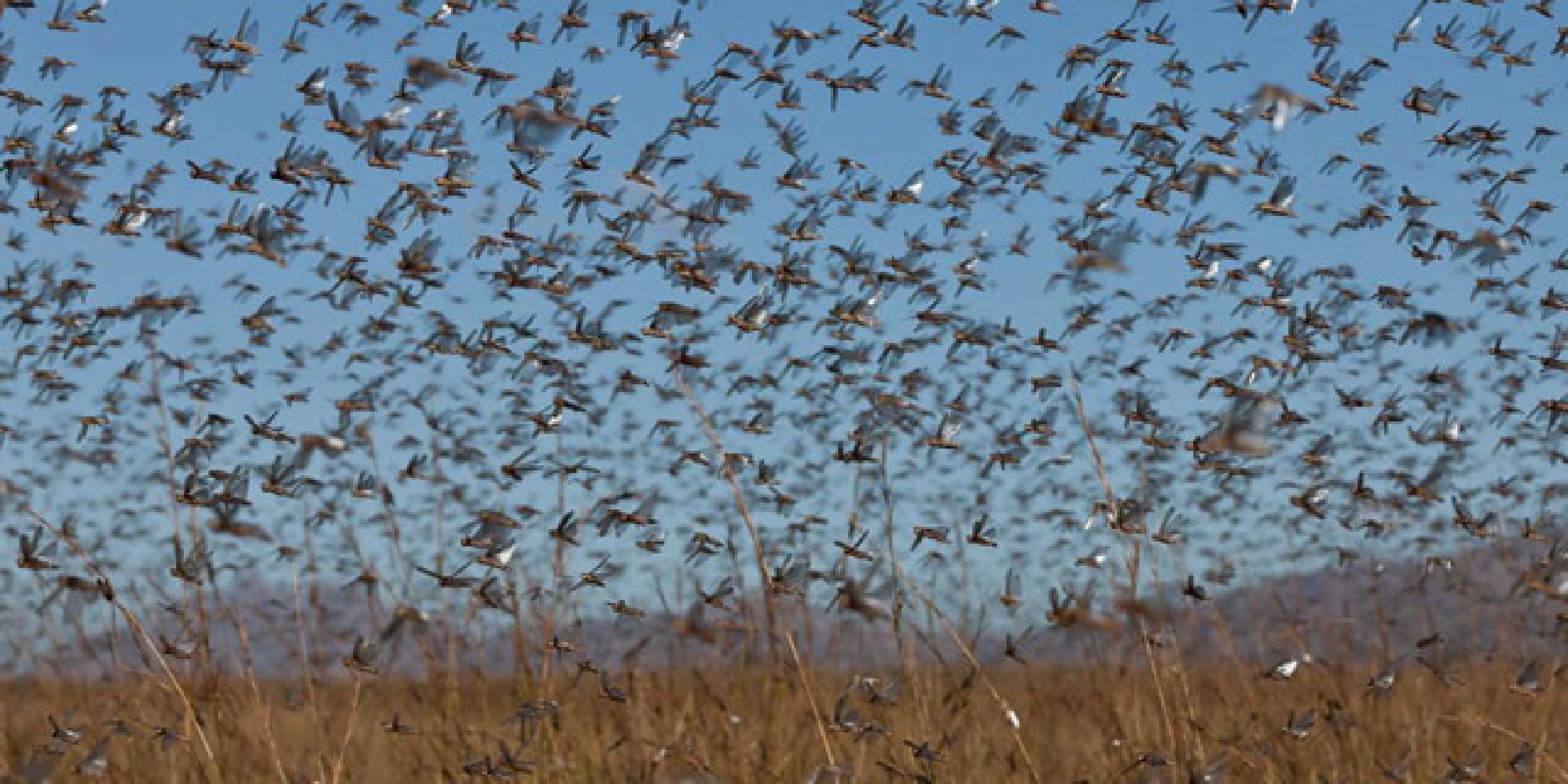 swarm-of-locusts-1 in the dessert