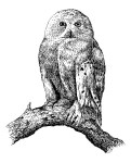 OWL 4