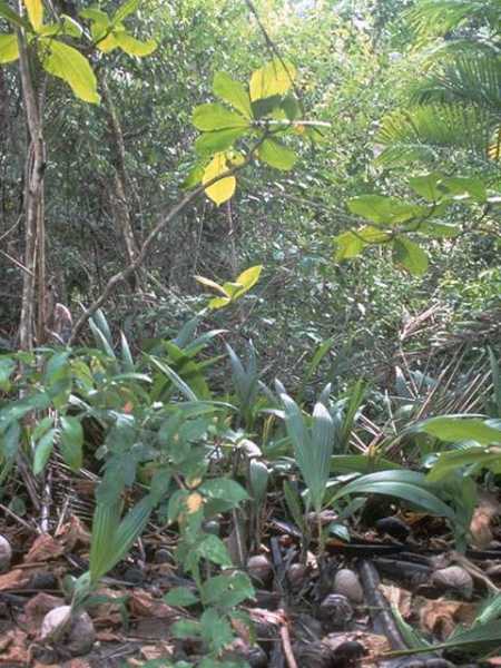 Foliage Background 024