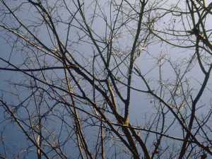 Foliage Background 038