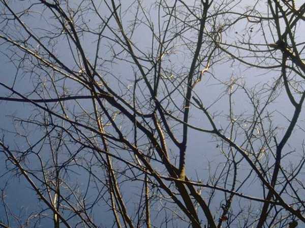 Foliage Background 038