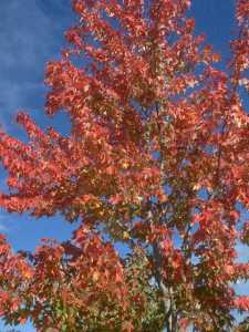 Foliage Background 052