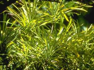 Foliage Background 064