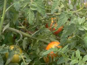 Foliage Background 076