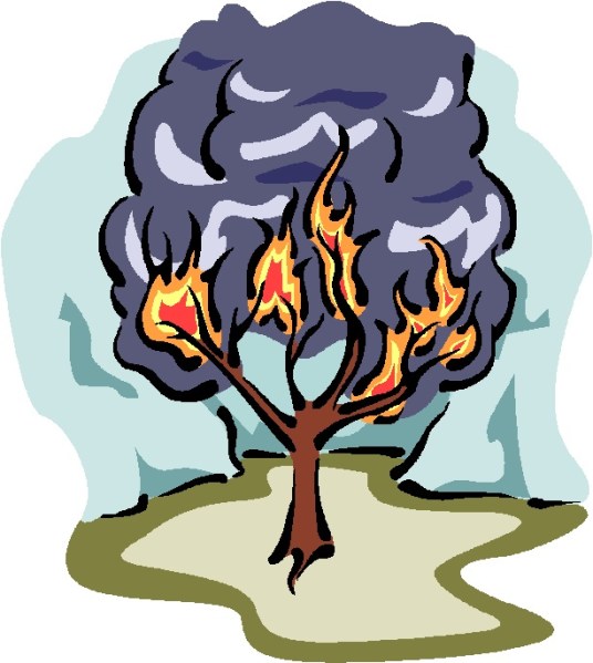 BURNING BUSH 5