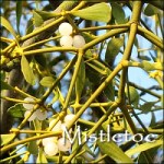 mistletoe