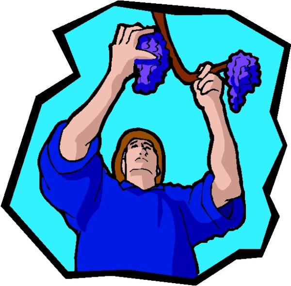 PICKING GRAPES 2