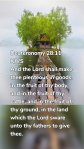 Deuteronomy 28:11 KJVS And the Lord shall make thee plenteous in goods, in the fruit of thy body, and in the fruit of thy cattle, and in the fruit of thy ground, in the land which the Lord sware unto thy fathers to give thee.