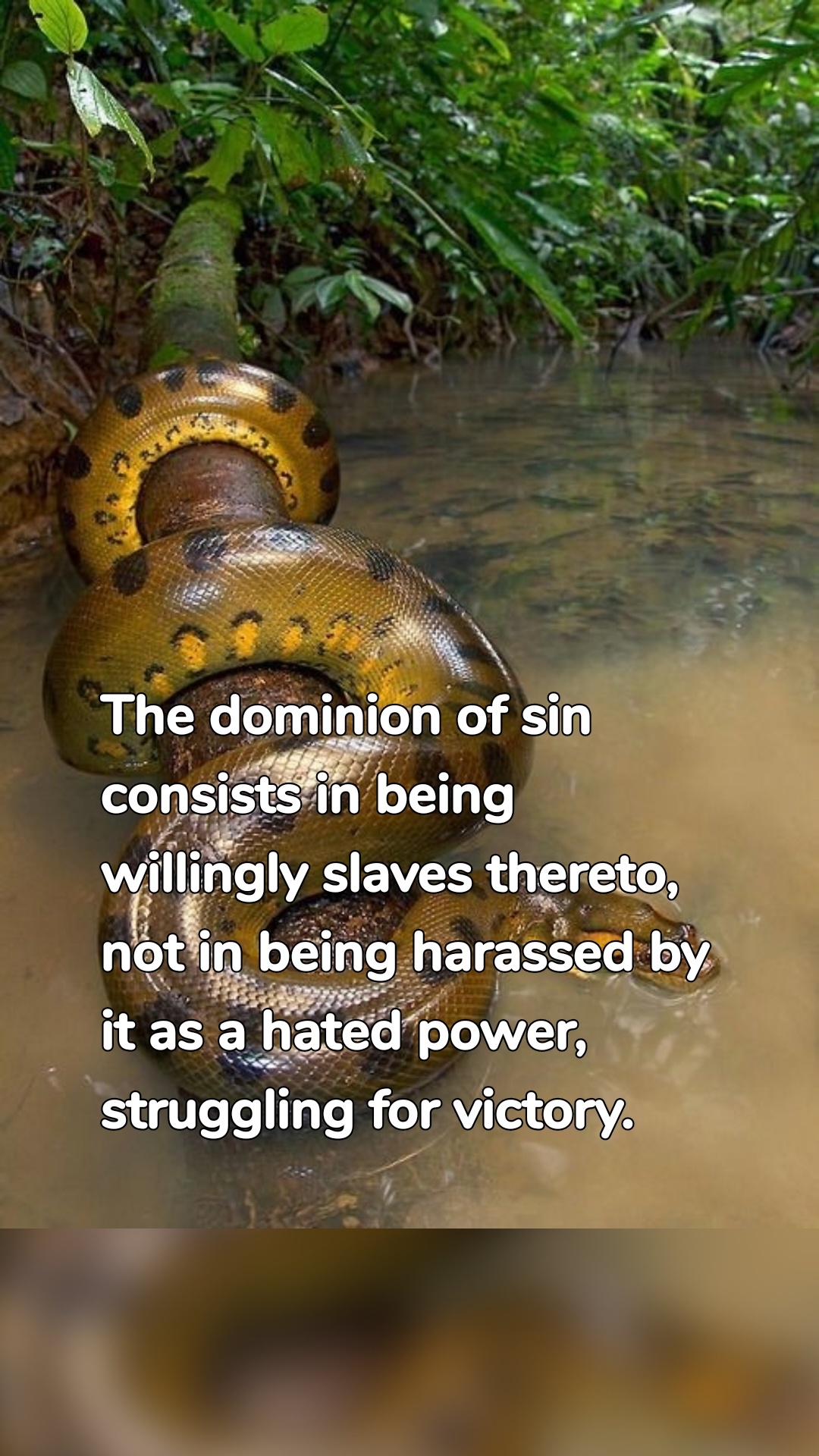 The dominion of sin consists in being willingly slaves thereto, not in being harassed by it as a hated power, struggling for victory.